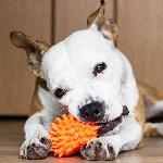 Click here for more information about Dog Medium Holiday Toy